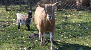 Kinderboerderij